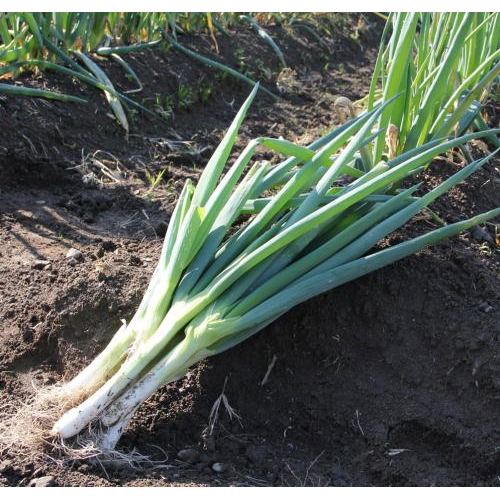 あさごもん 岩津ねぎ 1kg