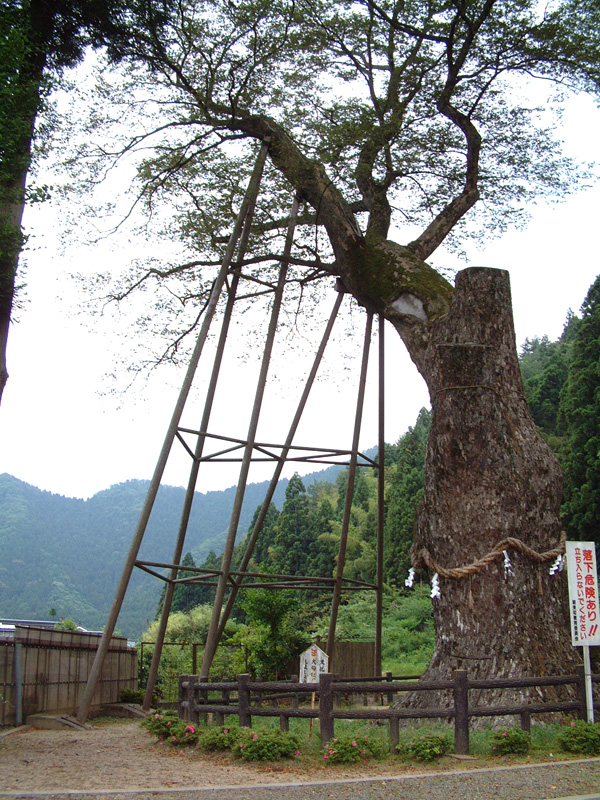 八代の大ケヤキ | あさご市ポータルサイトあさぶら