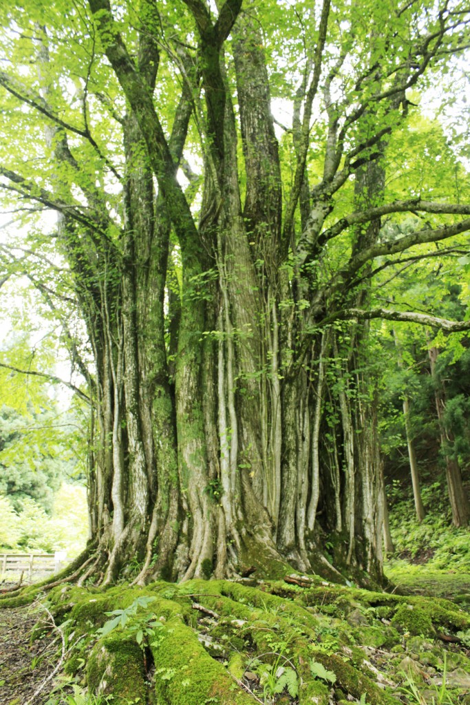 カツラの木 /136 （桂の木（カツラ） 古）