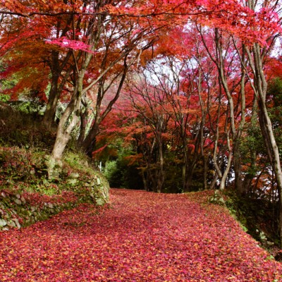 史跡 茶すり山古墳 国史跡 茶すり山古墳 | あさご市ポータルサイトあさぶら
