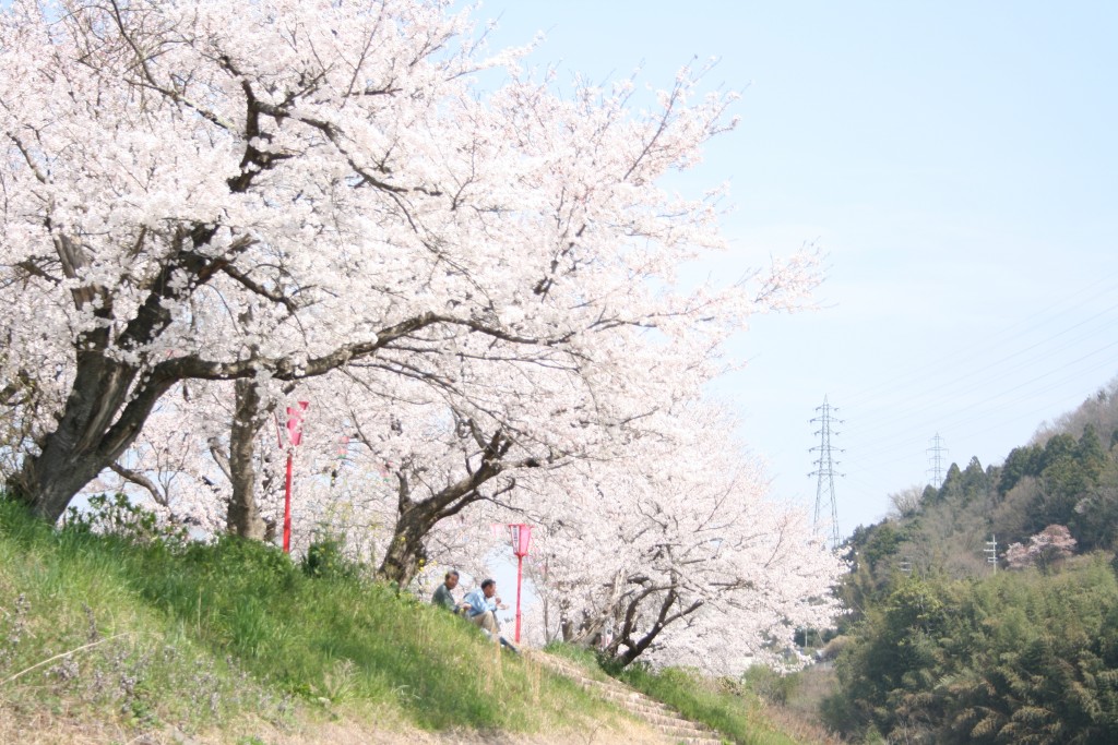 竹田の桜並木 | あさご市ポータルサイトあさぶら