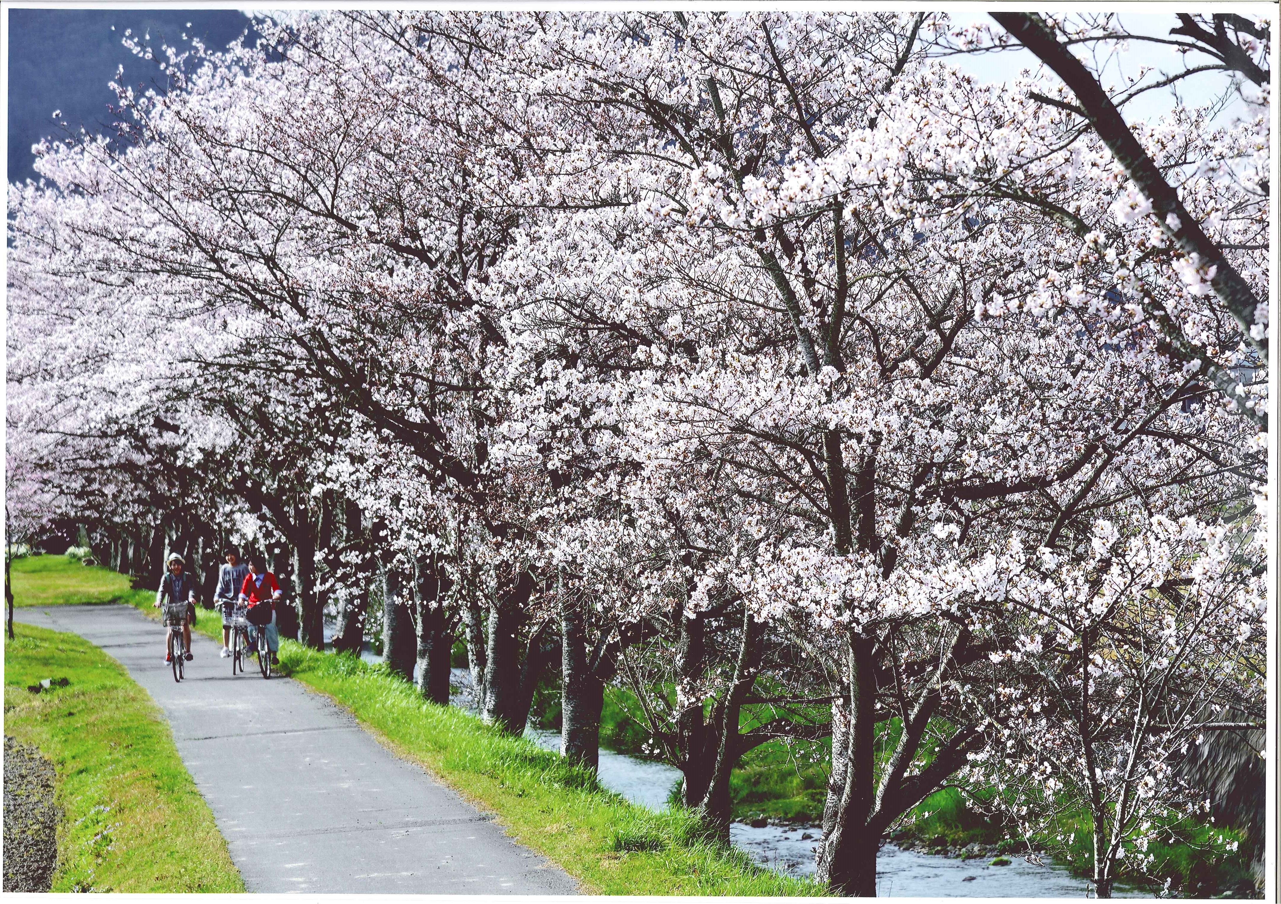 03-1sakura_road_v0