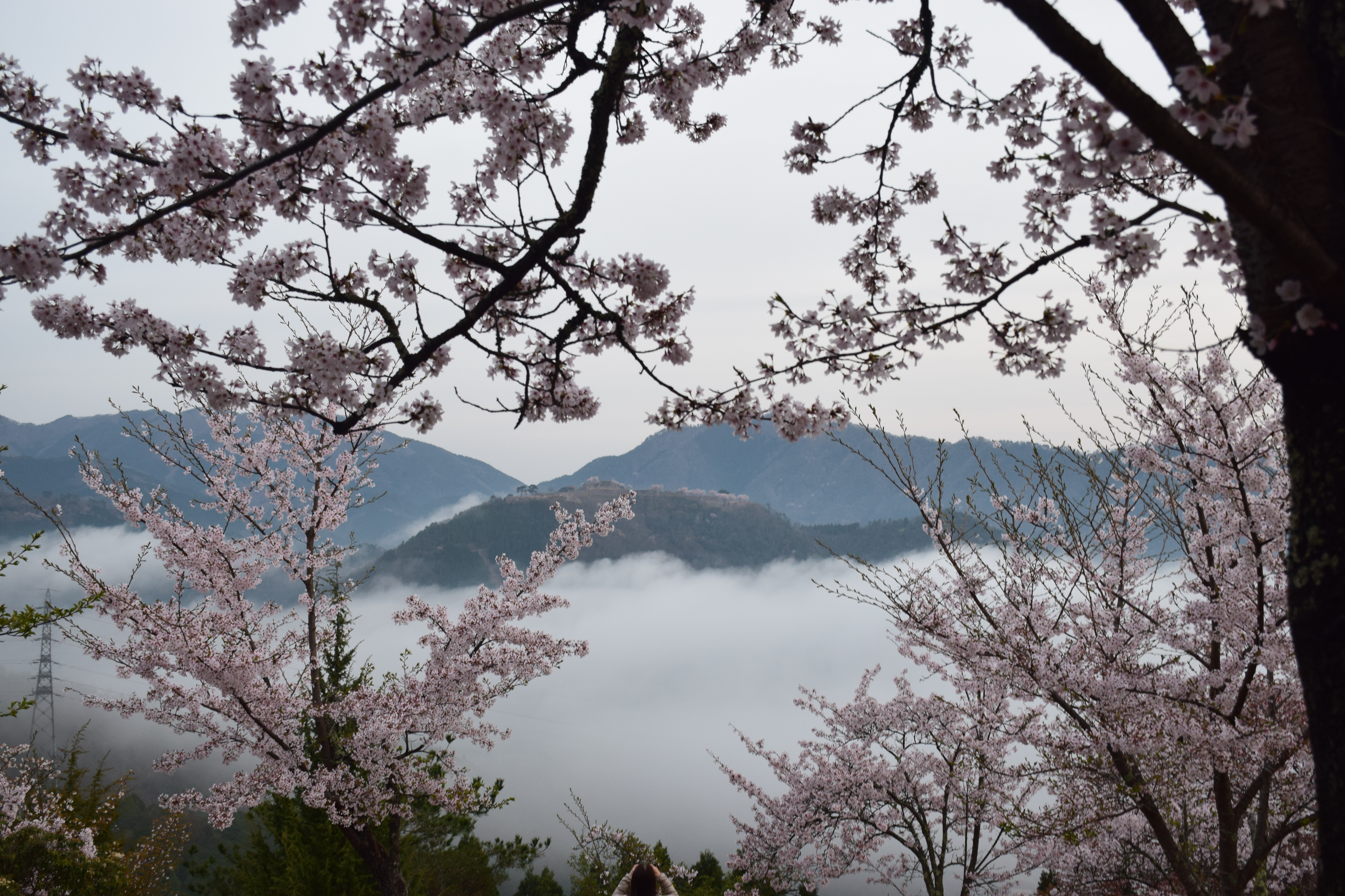 立雲峡から望む桜越しの雲海と竹田城 あさご市ポータルサイトあさぶら