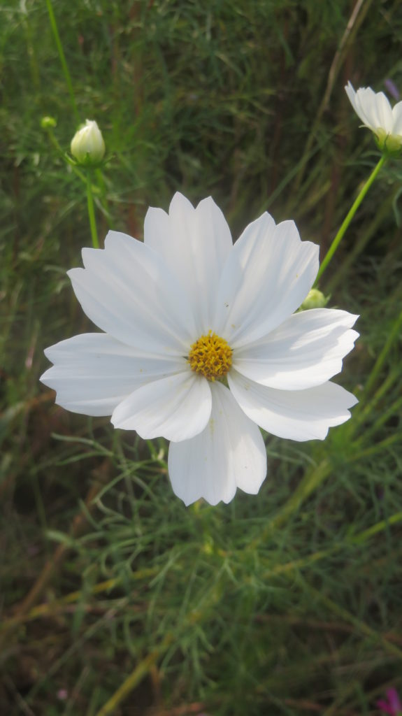 ｺｽﾓｽ あさご市ポータルサイトあさぶら