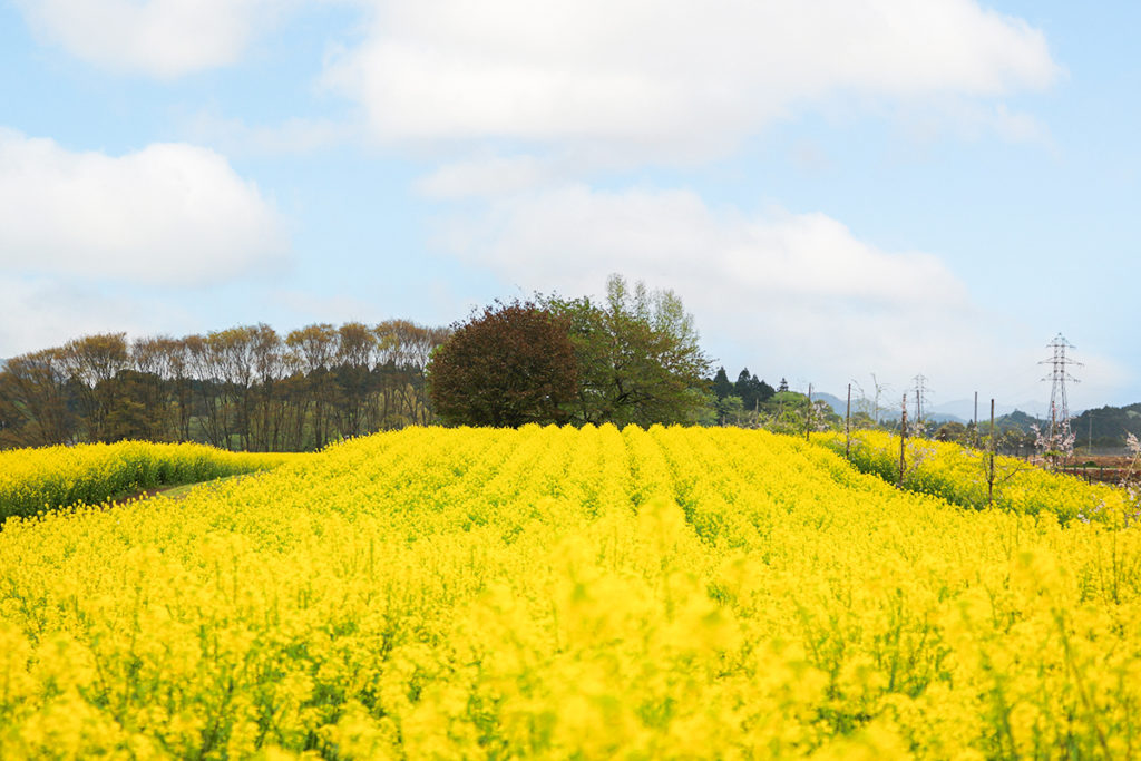 朝来四季彩の丘 花畑公開（夜久野高原花畑） | あさご市ポータルサイト