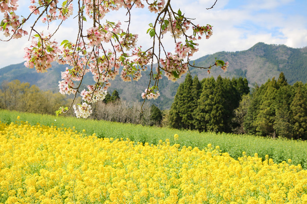 朝来四季彩の丘 花畑公開（夜久野高原花畑） | あさご市ポータルサイト