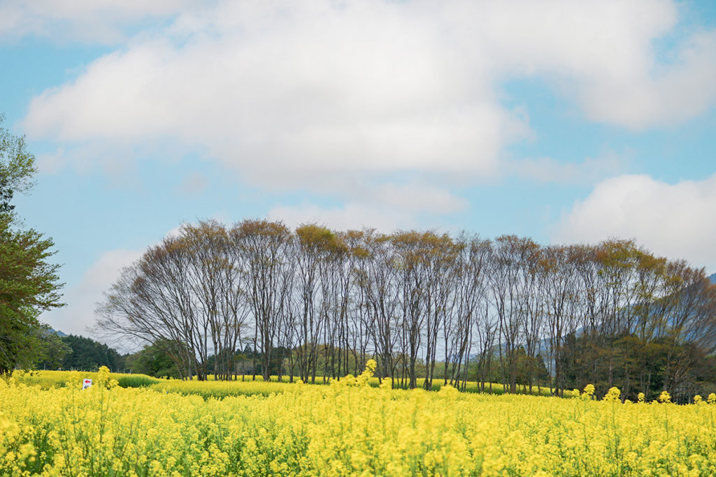 朝来四季彩の丘 花畑公開（夜久野高原花畑） | あさご市ポータルサイト