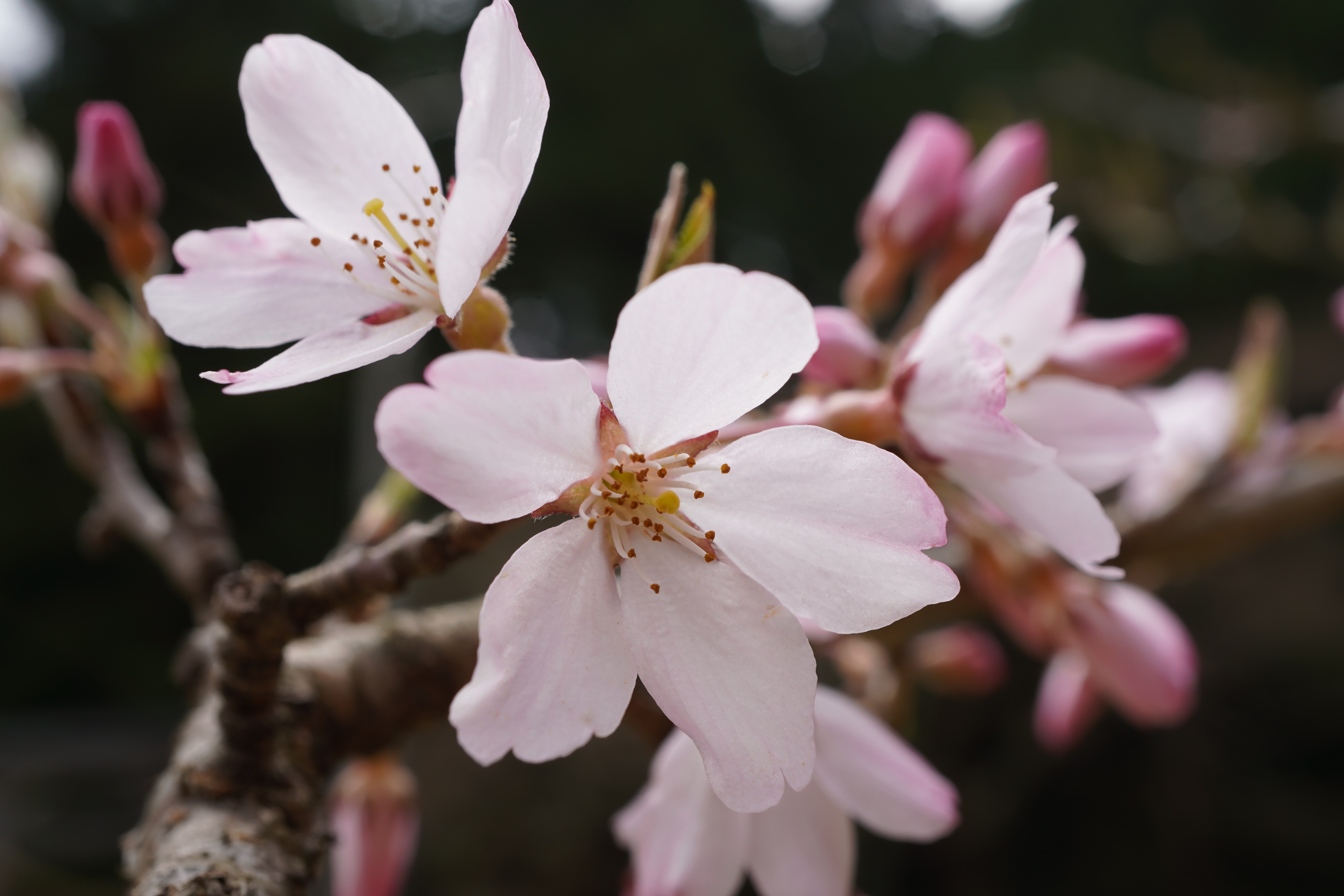 桜 あさご市ポータルサイトあさぶら